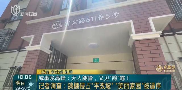 又见“鸽”霸!无人能管?沪一小区居民深受其苦14年(图1) 又见“鸽”霸!无人能管?沪一小区居民深受其苦14年(图1)