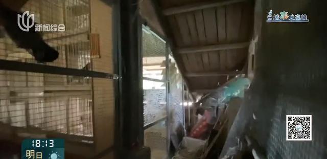 又见“鸽”霸!无人能管?沪一小区居民深受其苦14年(图11) 又见“鸽”霸!无人能管?沪一小区居民深受其苦14年(图11)